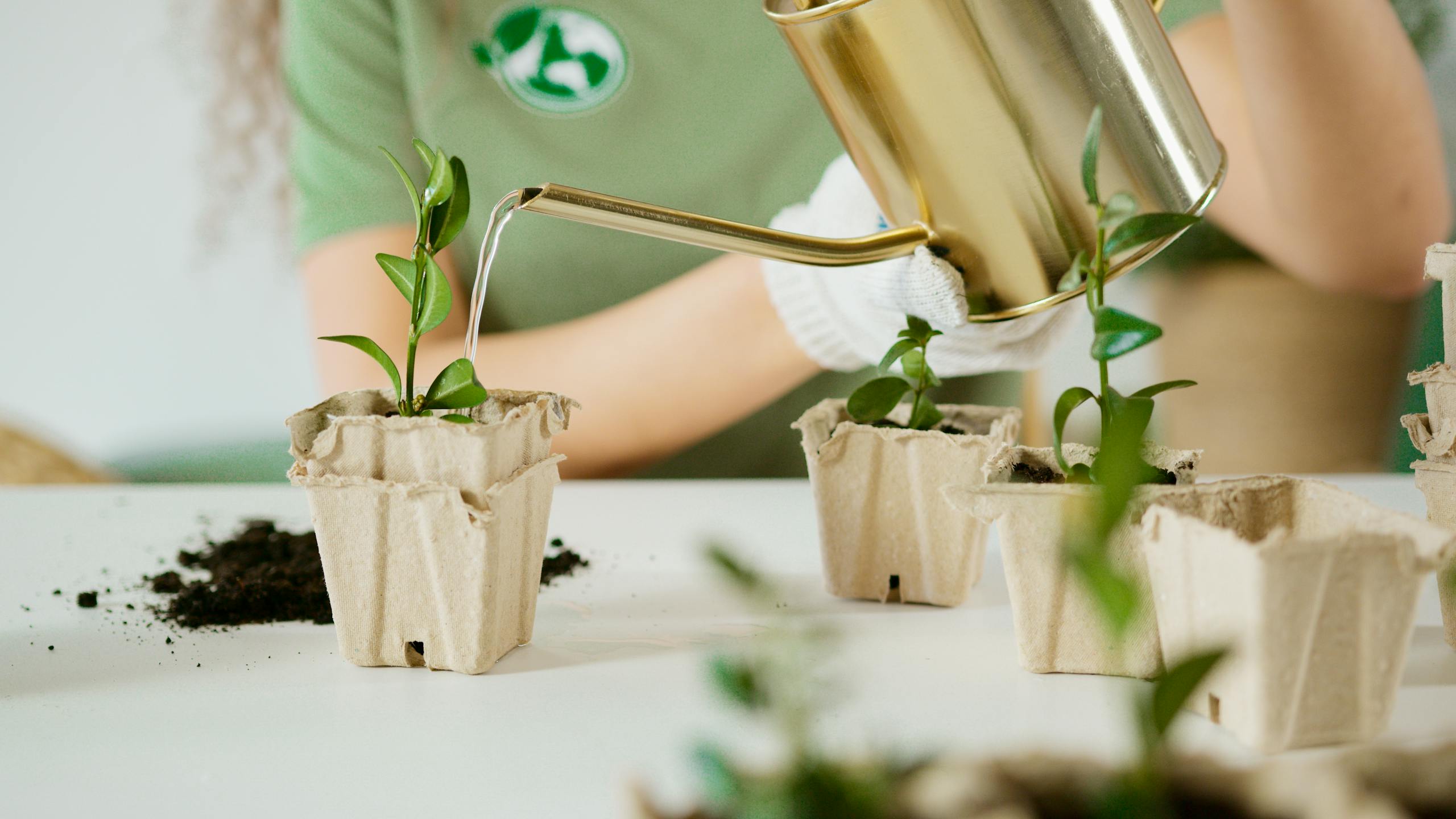 Person watering young plants in eco-friendly recycled pots for sustainable gardening.